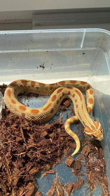 1.0 extreme red conda het albino beschikbaar voor biedingen