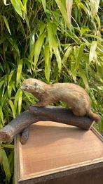Taxidermie hermelijn, Ophalen, Zo goed als nieuw