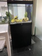 Aquarium met meubel, Dieren en Toebehoren, Ophalen, Zo goed als nieuw, Gevuld zoetwateraquarium