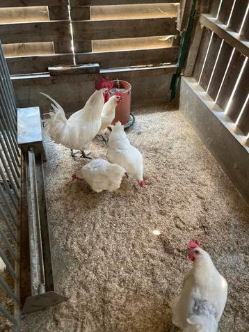 Prachtig toom poule de bresse kippen beschikbaar voor biedingen