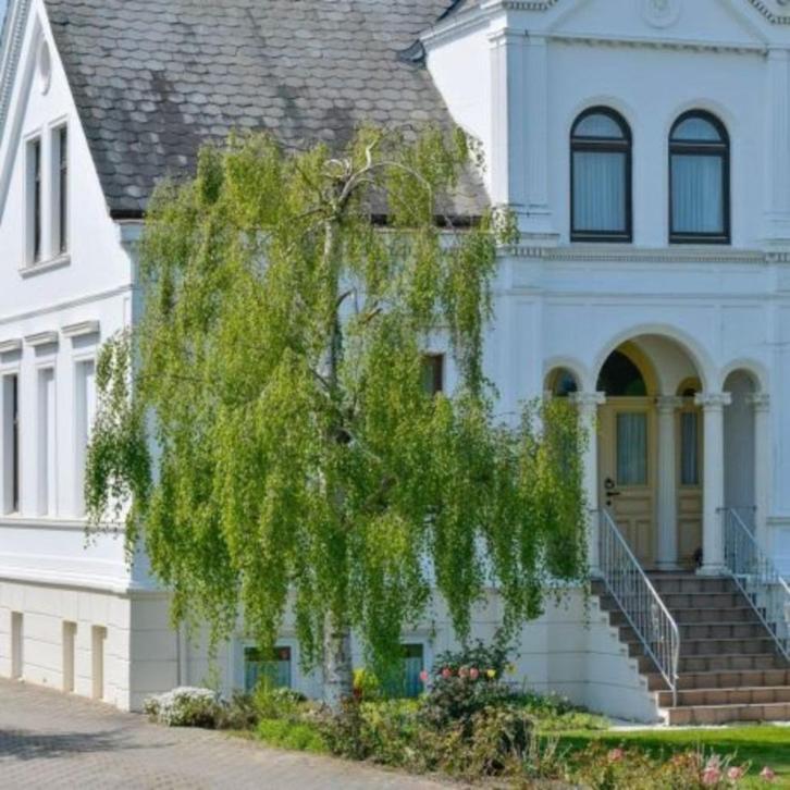 Treurberk (40cm), Tuin en Terras, Planten | Bomen, Treurboom, Minder dan 100 cm, Volle zon, Lente, In pot, Ophalen