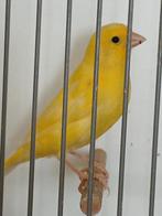 Jonge kanarie, Dieren en Toebehoren, Vogels | Kanaries, Mannelijk, Zangkanarie