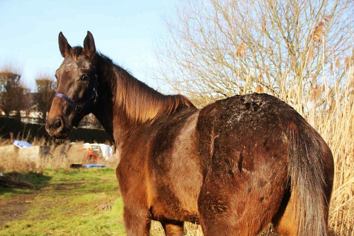 Appalooza sport fokmerrie, Dieren en Toebehoren, Paarden, Springpaard