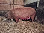 Drachtige duroc zeug, Animaux & Accessoires, Moutons, Chèvres & Cochons