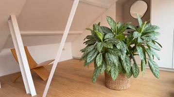 Prachtig volgroeide Aglaonema plant - topstuk