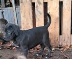 Cane corso pups, Dieren en Toebehoren, België, Fokker | Hobbymatig, CDV (hondenziekte), 8 tot 15 weken