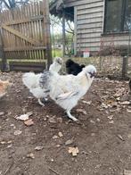 Zijdehoen koppel, Dieren en Toebehoren, Pluimvee, Meerdere dieren, Kip
