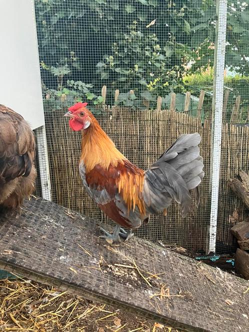 Haantje Hollandse Kriel (zeer klein), Dieren en Toebehoren, Vogels | Overige Vogels, Mannelijk