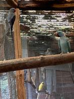 halsbandparkieten, Dieren en Toebehoren, Vogels | Parkieten en Papegaaien, Meerdere dieren, Parkiet, Geringd