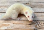 Jonge vrouwelijke albinoferret, Dieren en Toebehoren, Fret, Vrouwelijk, Mei, Tam
