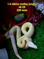 Boa constrictor imperator, Animaux & Accessoires, Reptiles & Amphibiens, Serpent, Domestique, 0 à 2 ans