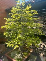 Grote Bonsai Beuk, Tuin en Terras, Ophalen