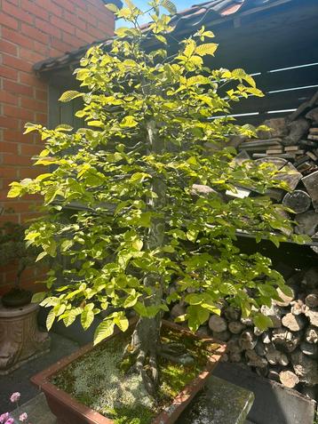 Grote Bonsai Beuk, Ophalen