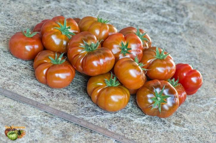 Petite Chocolate - Tomaat zaden, Tuin en Terras, Bloembollen en Zaden, Verzenden