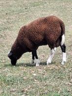 Zwartbles, Dieren en Toebehoren