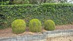 gratis buxus, Ophalen, Buxus