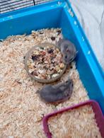 2 dwerghamsters, Animaux & Accessoires, Rongeurs, Hamster, Décembre, Domestique, Femelle