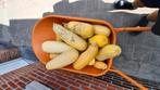 bio courgettes, Ophalen