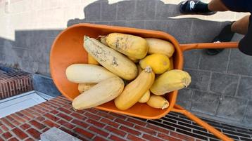 bio courgettes beschikbaar voor biedingen