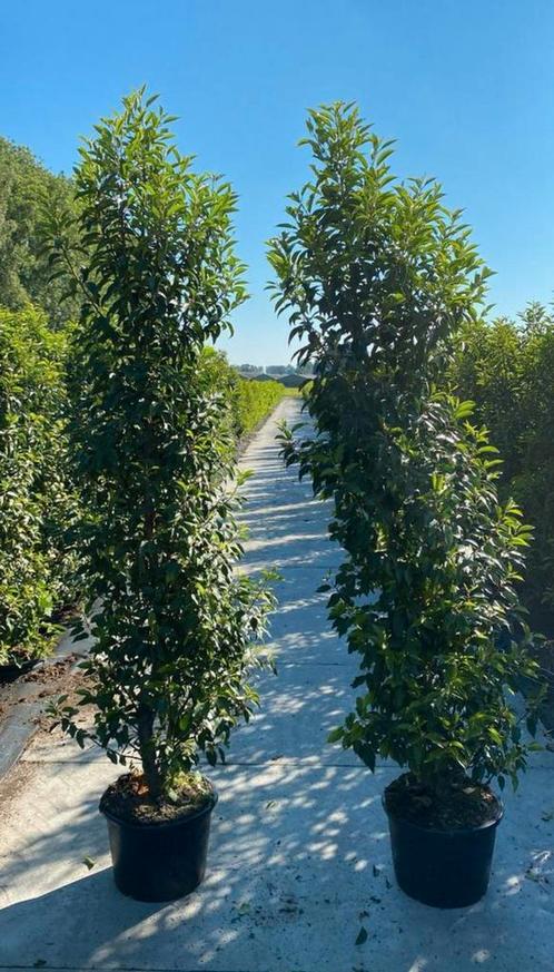 Prunus lus. ‘Angustifolia’ portugese laurier potgekweekt, Tuin en Terras, Planten | Struiken en Hagen, Laurier, Ophalen of Verzenden