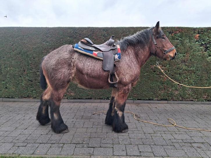 Super Super braaf Belgische trekpaard, Dieren en Toebehoren, Paarden, Merrie, Onbeleerd, Minder dan 160 cm, 3 tot 6 jaar, Recreatiepaard