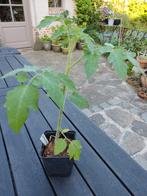 Tomatenplanten, Tuin en Terras, Ophalen
