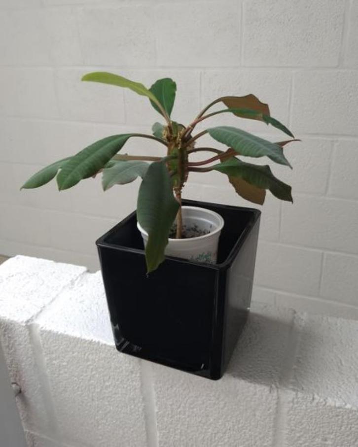 Euphorbia leuconeura, Huis en Inrichting, Kamerplanten, Vetplant, In pot, Ophalen