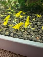 Citroen garnalen, Dieren en Toebehoren, Vissen | Aquariumvissen