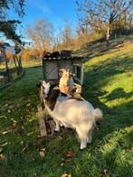 Chèvre naine de 3 ans, Animaux & Accessoires, Box & Pâturages