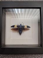 Kever taxidermie, Verzamelen, Dierenverzamelingen, Ophalen, Nieuw, Insect, Opgezet dier