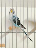 Blackwing grasparkieten, Meerdere dieren, Parkiet, Geringd
