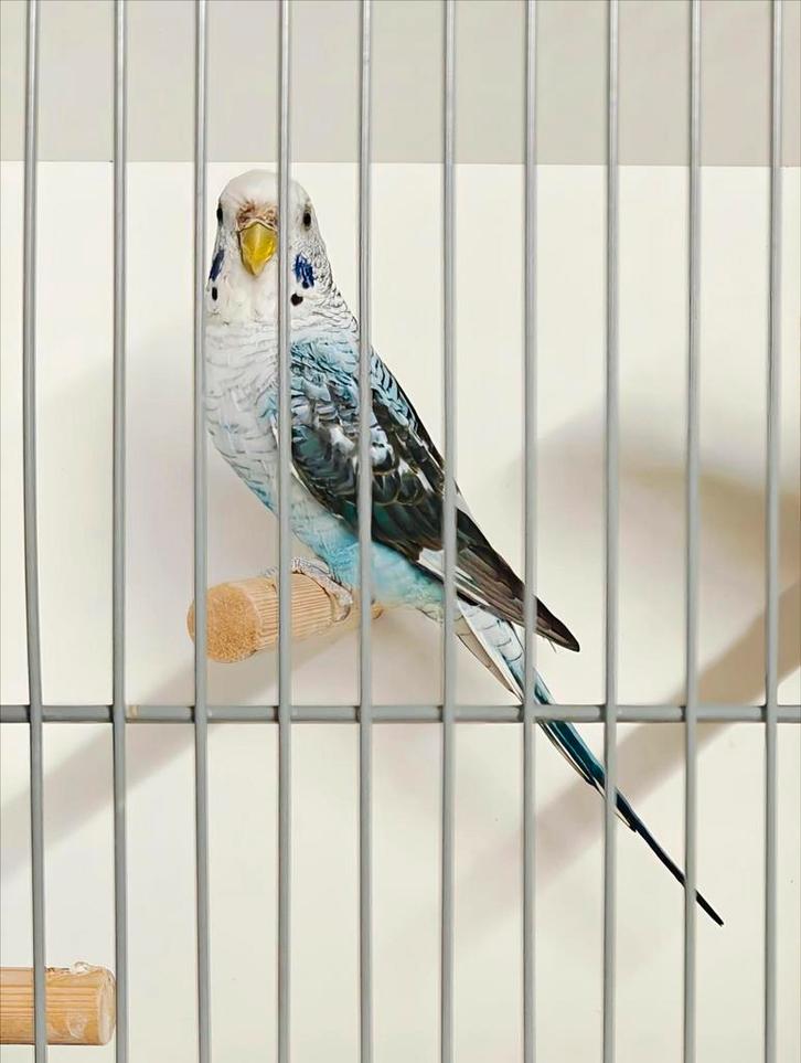 Blackwing grasparkieten, Dieren en Toebehoren, Vogels | Parkieten en Papegaaien, Parkiet, Meerdere dieren, Geringd
