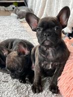 Franse Bulldog pups perfecte neus en rug, CDV (hondenziekte), Meerdere, Bulldog, 8 tot 15 weken
