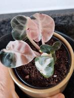 Alocasia Pink Balloon Heart, Ophalen of Verzenden