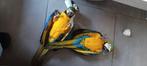 3 tamme blauwgele jongen, Dieren en Toebehoren, Vogels | Parkieten en Papegaaien, Meerdere dieren, Papegaai, Geringd