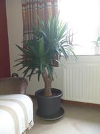 yucca plant, Ophalen, Vaste plant, Overige soorten, Halfschaduw