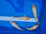 Koi vissen Kohaku +- 25 cm, Dieren en Toebehoren, Karper of Koi
