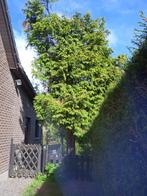 1/2 dennenboom om gratis te kappen en het hout weg te halen., Ophalen of Verzenden, Overige houtsoorten, Stammen