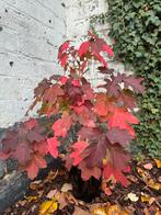 Pluim hortensia wit, Tuin en Terras, Planten | Tuinplanten, Ophalen