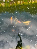 10 koi, Dieren en Toebehoren, Karper of Koi
