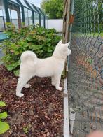 witte akita inu pups, Particulier, CDV (hondenziekte), Meerdere, 8 tot 15 weken
