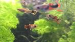 Guppies mix, 3 euro voor 10 stuks, Dieren en Toebehoren