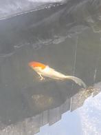 1 koi wit met oranje