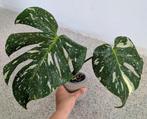 Te koop: Monstera Thai Constellation – €30 (zonder sierpot), Huis en Inrichting, Kamerplanten, Ophalen