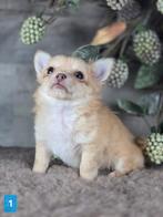 Chihuahua pup langhaar Chi pup, België, Fokker | Hobbymatig, Reu, CDV (hondenziekte)