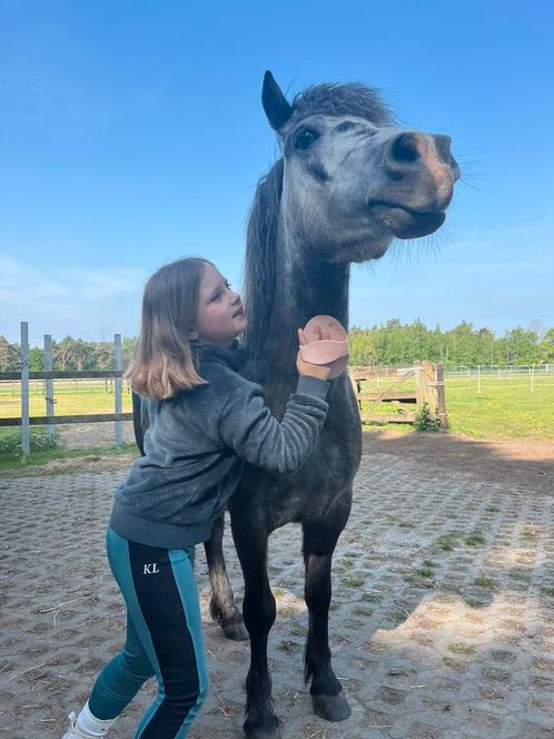 Schimmel C-pony Oreo de Merlin, Dieren en Toebehoren, Pony's, Ruin, Zadelmak, C pony (1.27m tot 1.37m), Recreatiepony, 3 tot 6 jaar