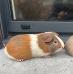 Jonge cavia’s, Animaux & Accessoires, Rongeurs, Octobre, Mâle, Domestique, Cobaye