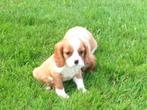 Cavalier King Charles Spaniel pups, Dieren en Toebehoren, Honden | Retrievers, Spaniëls en Waterhonden, België, CDV (hondenziekte)