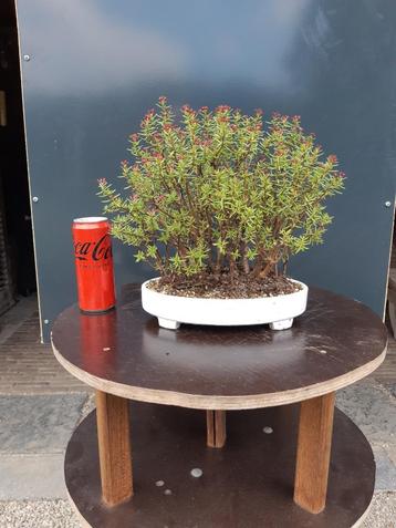 Crassula sarcocaulis voor Bonsai beschikbaar voor biedingen