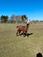 Alpaca hengst, Dieren en Toebehoren, Schapen, Geiten en Varkens